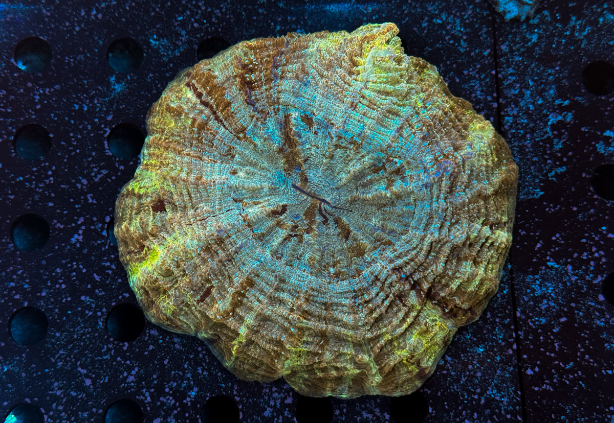 Acanthophyllia sp. Gold Rim