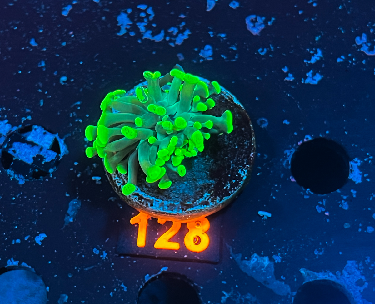 Euphyllia Paraancora Green