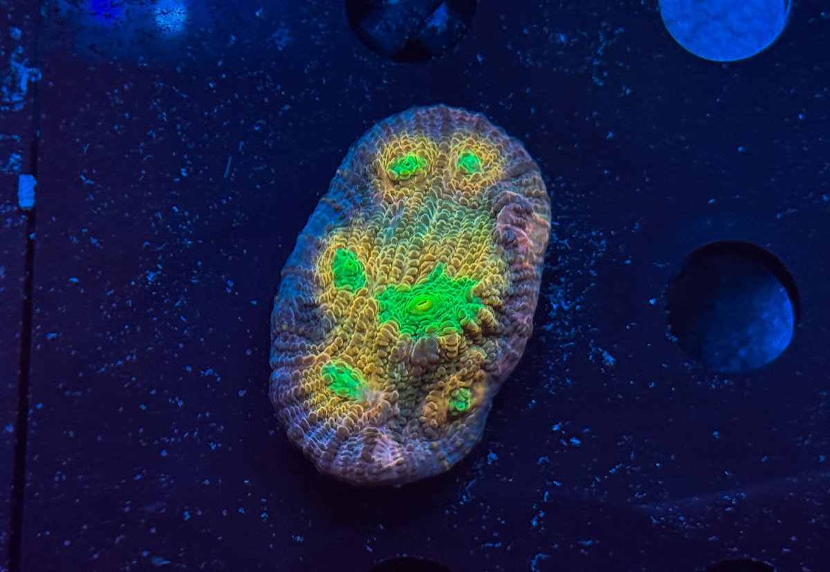 Chalice sp. Acid Eyes