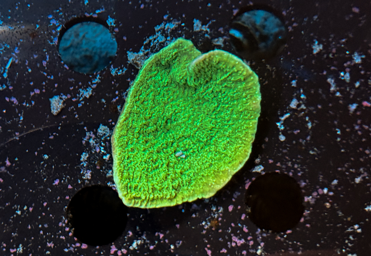 Montipora sp. Green