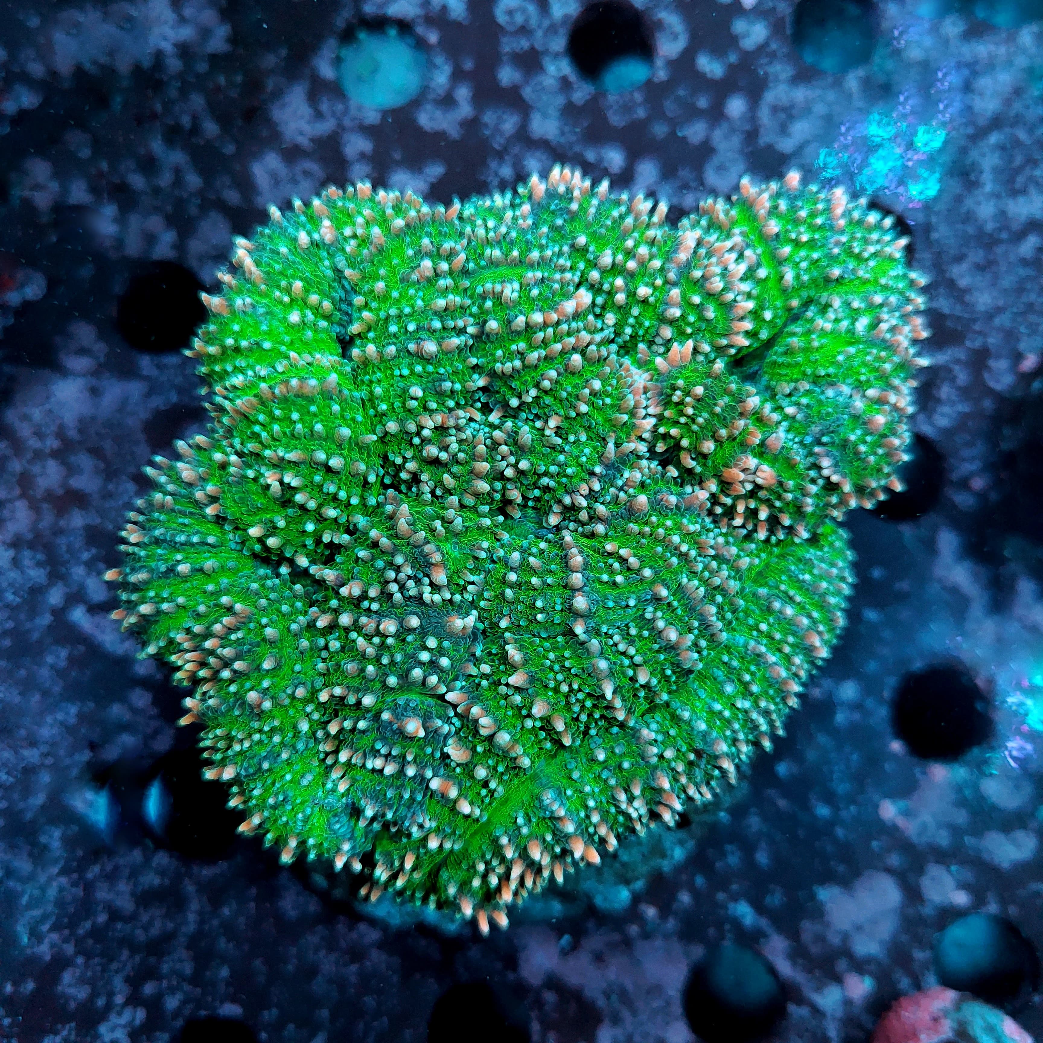 Lobophyllia sp. Multicolor