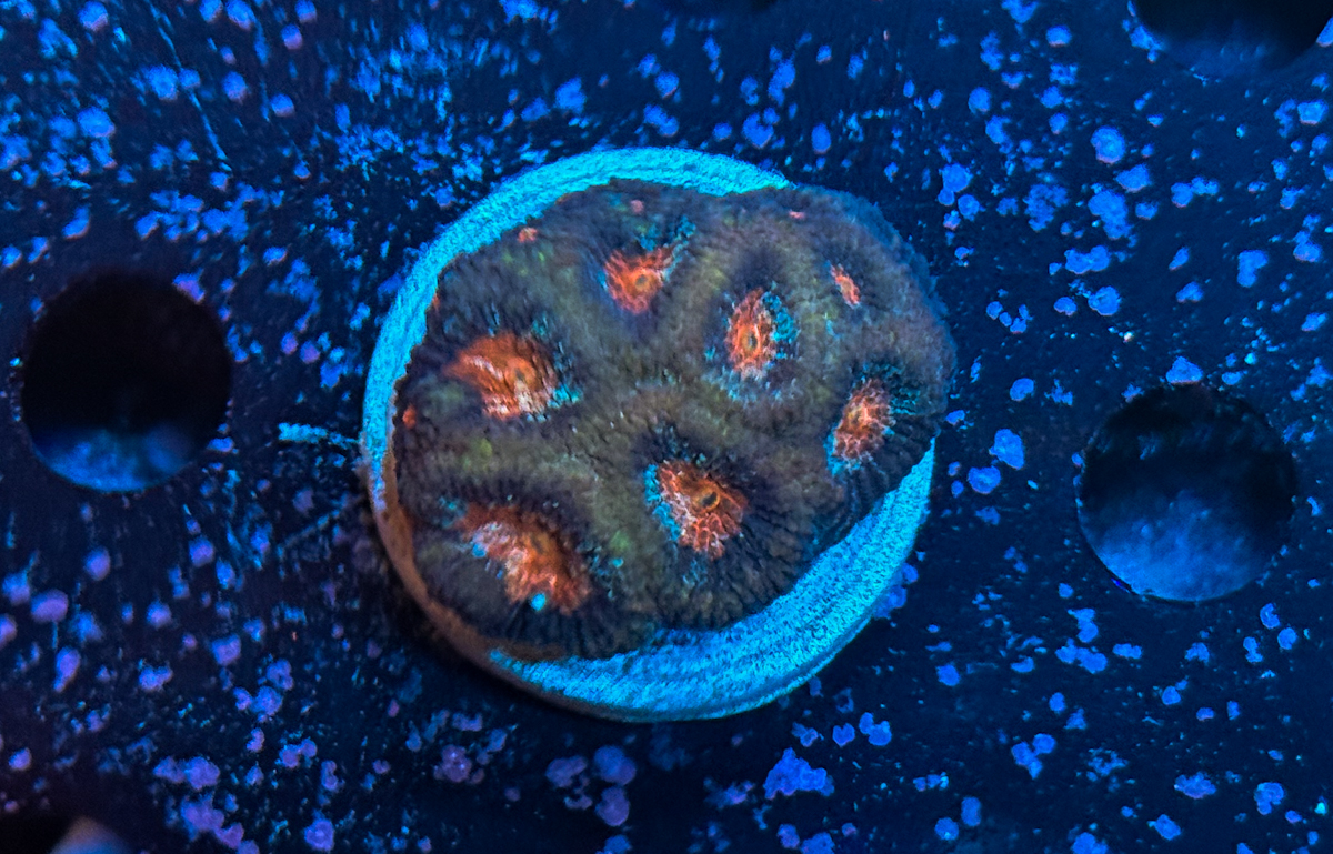 Favia sp. Moonstone