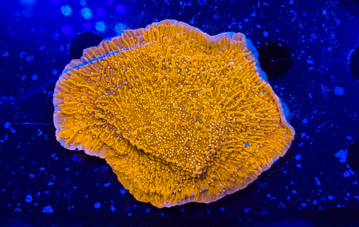 Montipora sp. Red