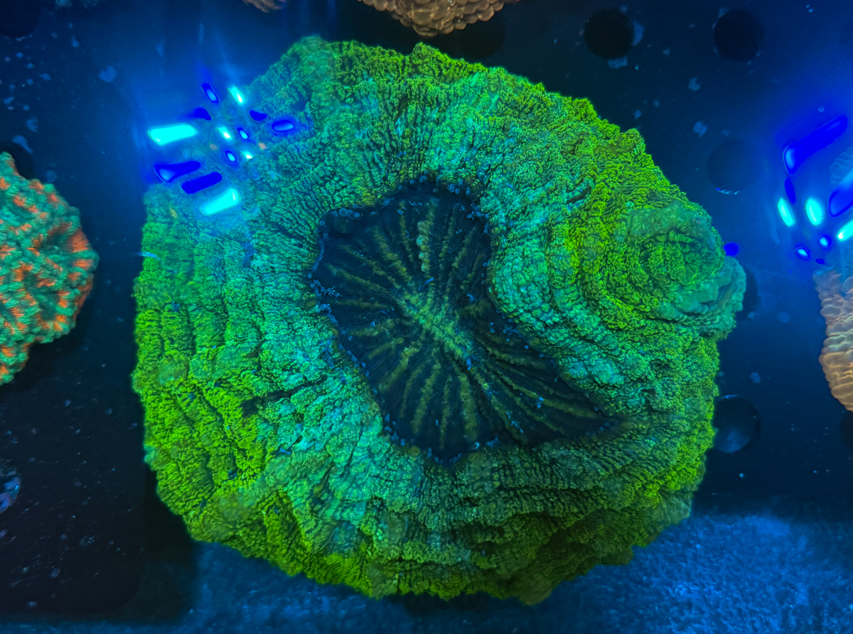 Acanthophyllia sp. Green