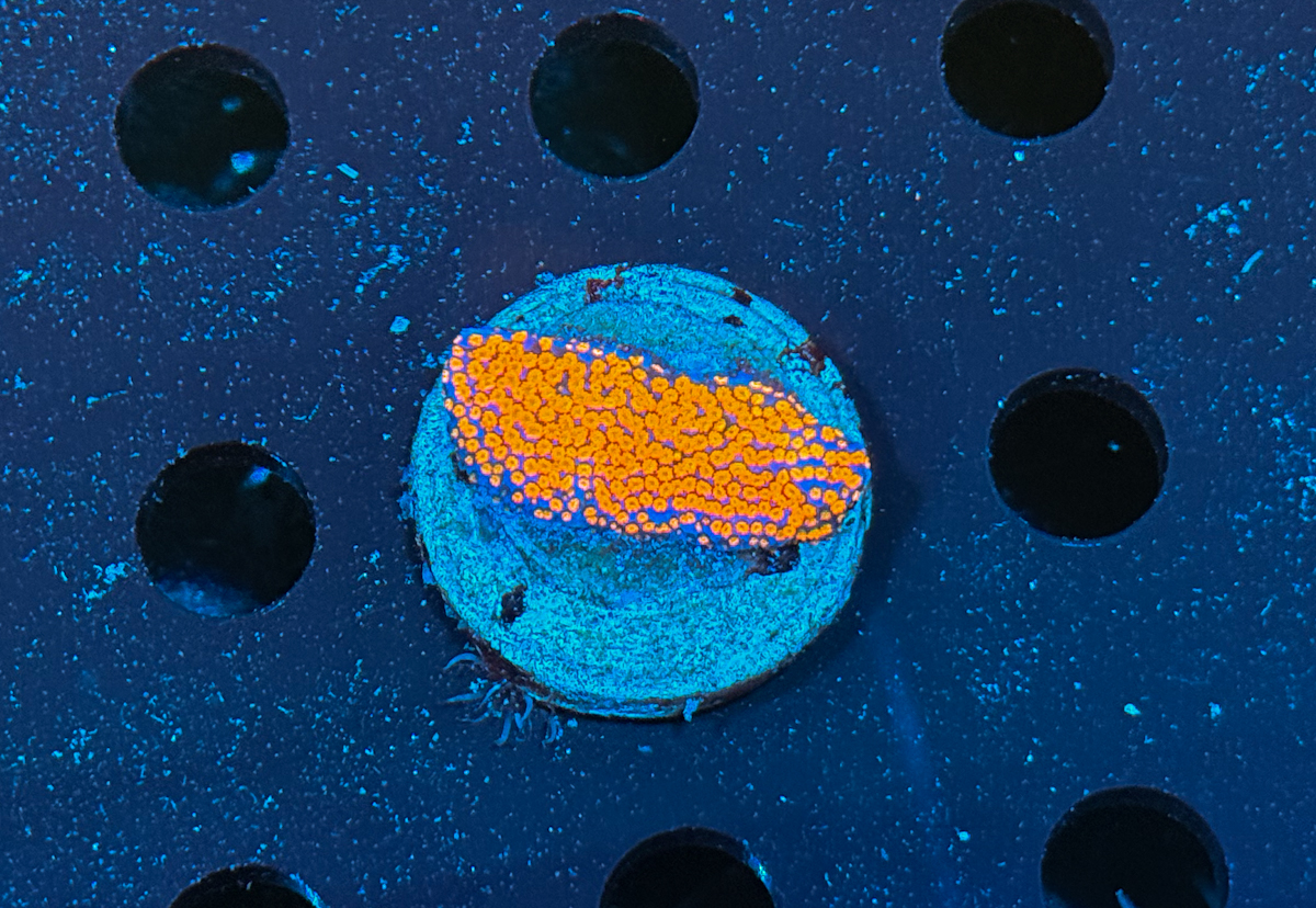 Montipora sp. Rainbow