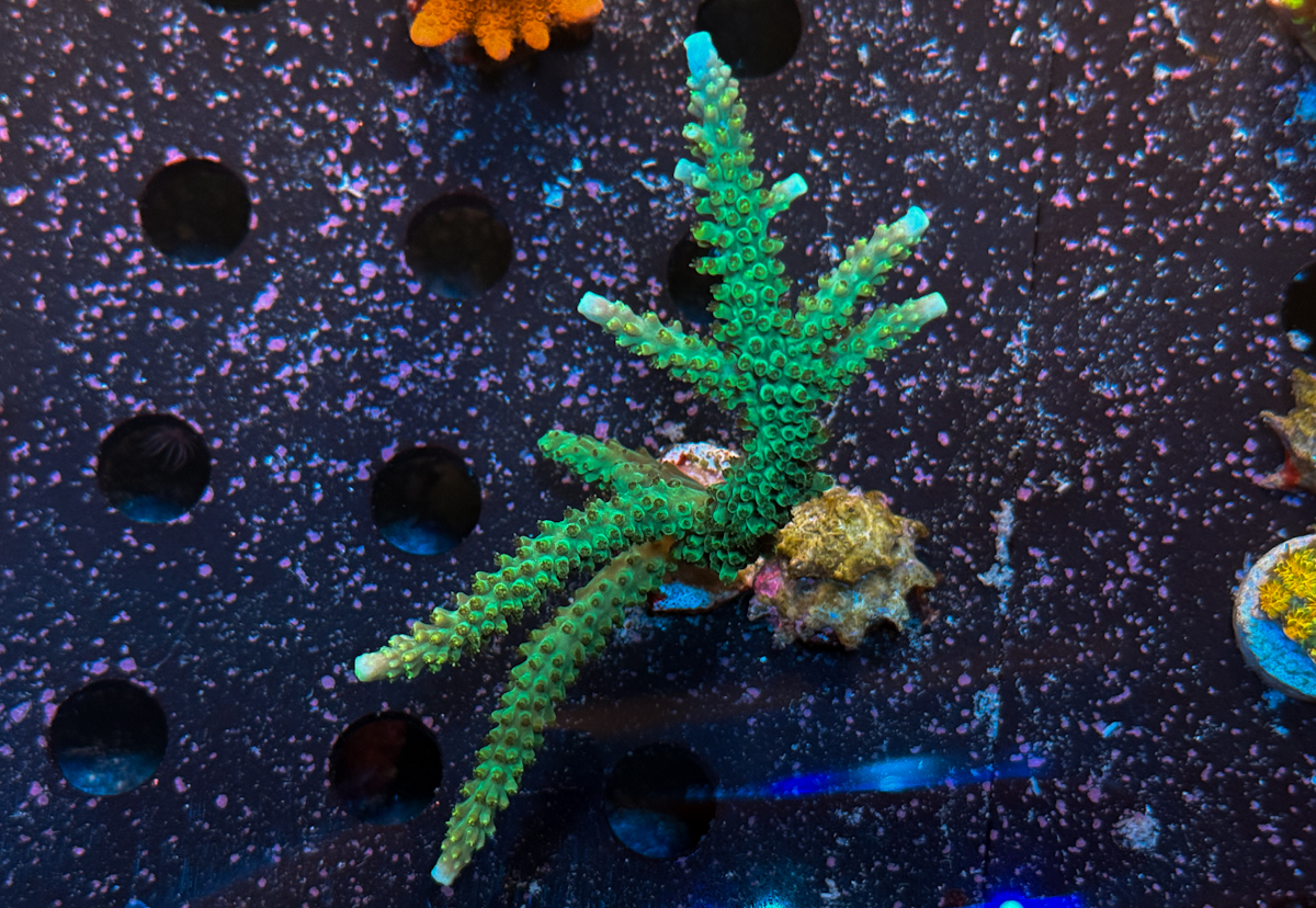 Acropora sp.