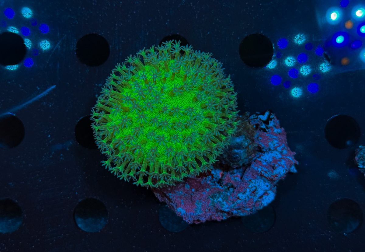 Sarcophyton sp. Green