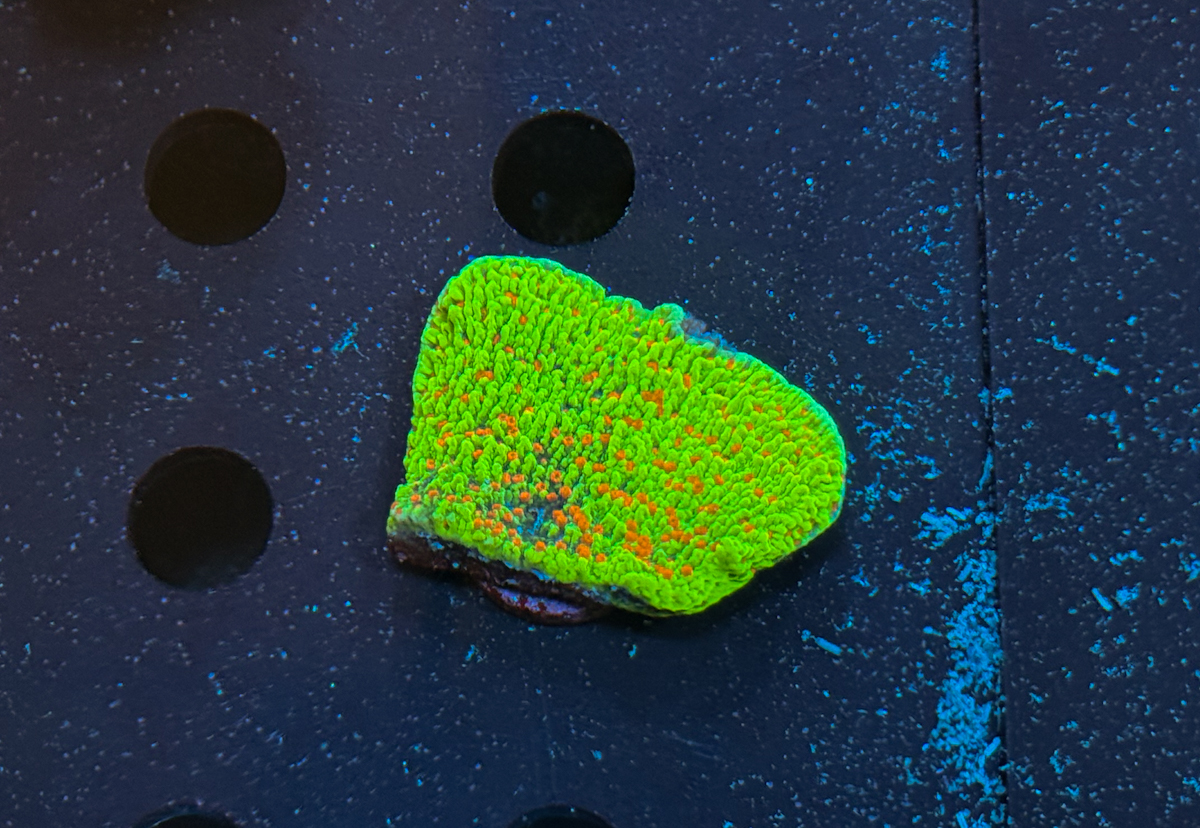 Montipora sp. Vulcano Eruption