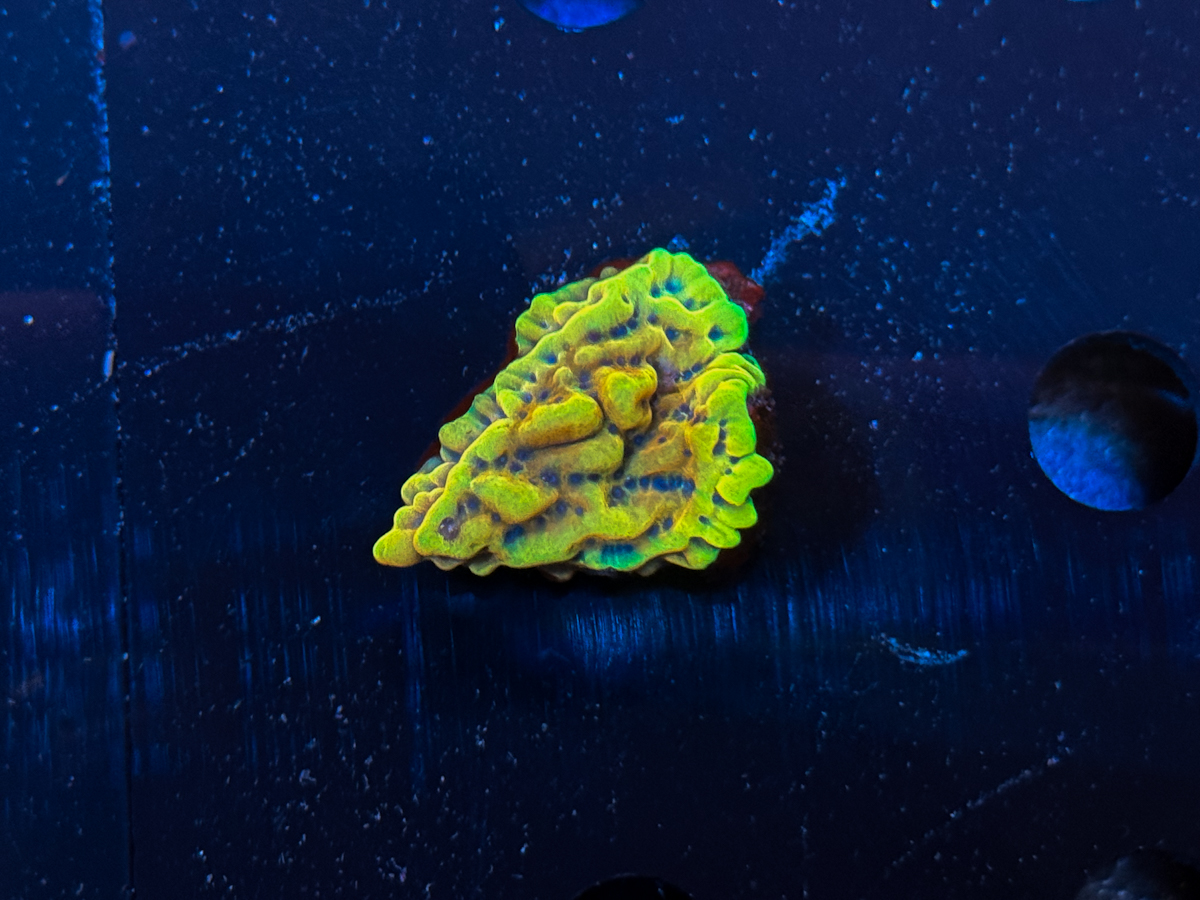 Montipora sp. Crazy-T