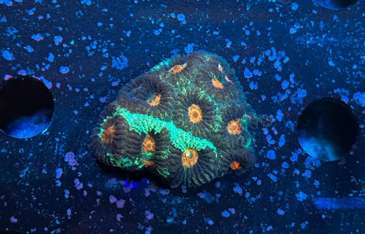 Favia sp.