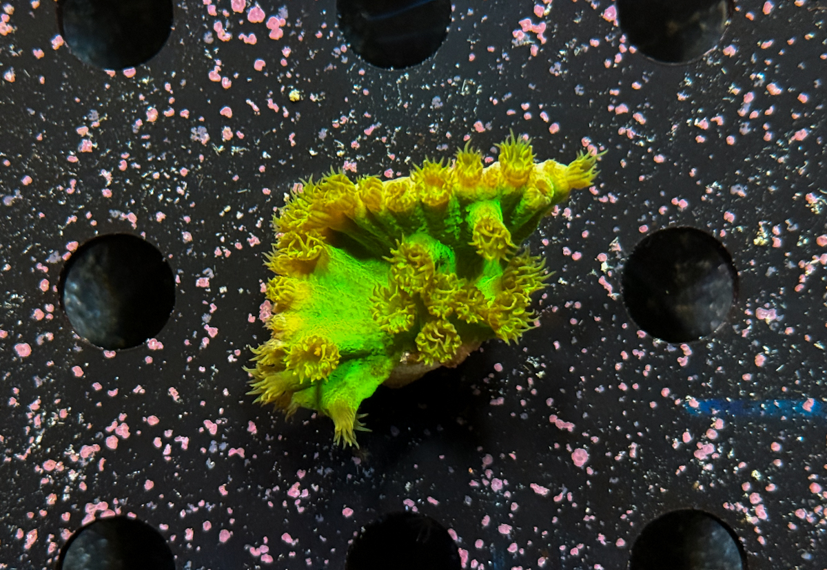 Turbinaria sp.