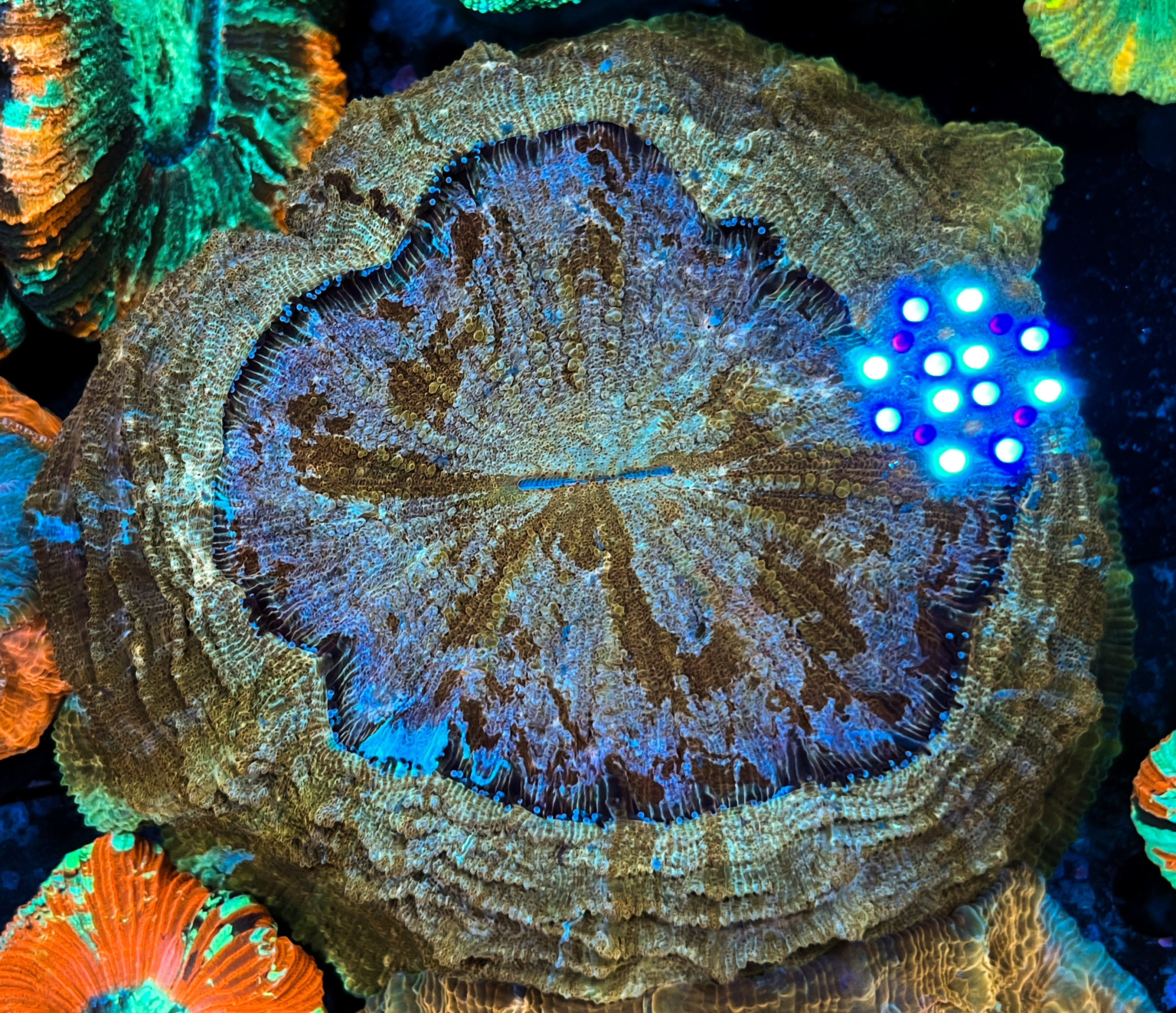Acanthophyllia sp. Gold