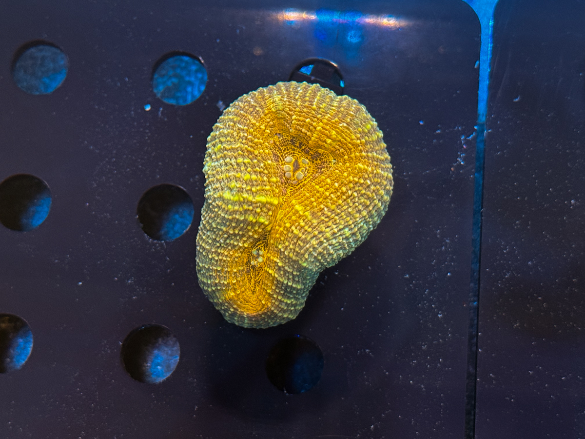 Lobophyllia sp. Orange