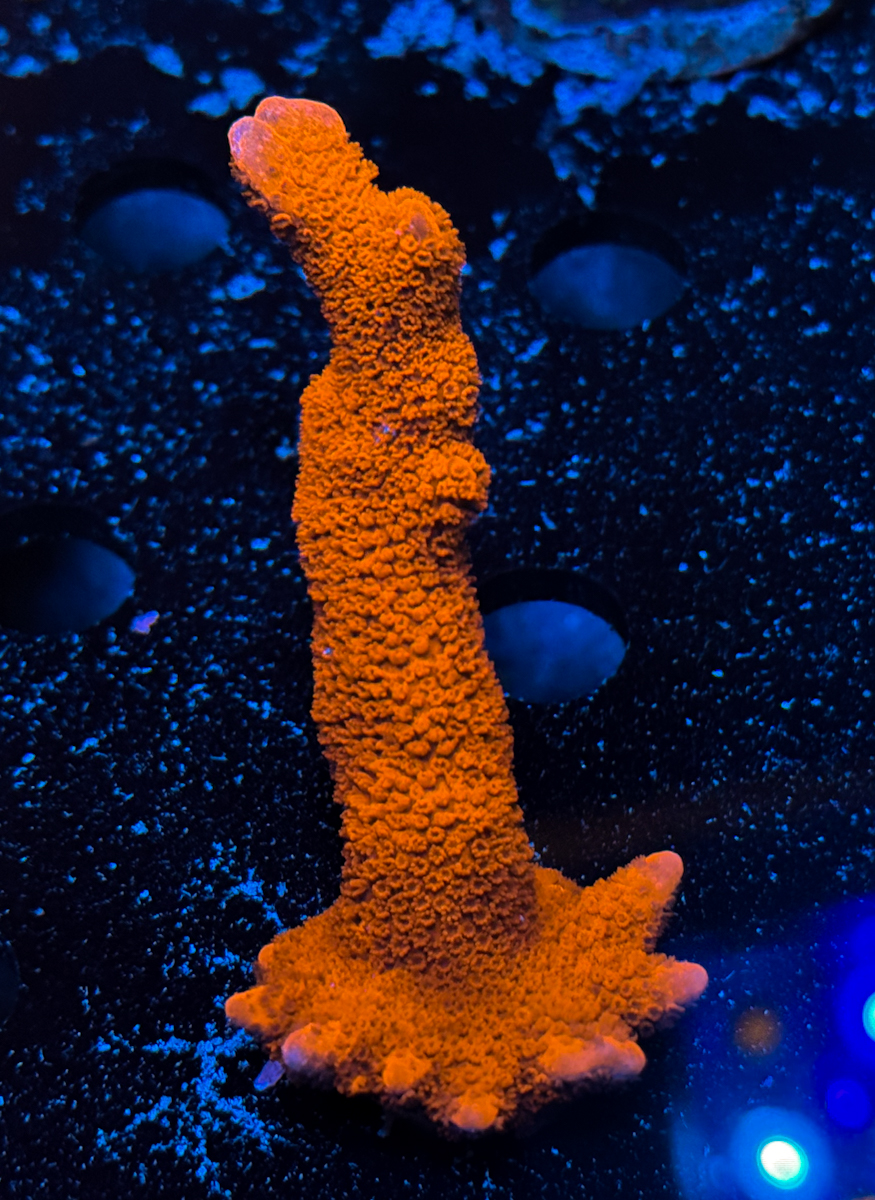 Montipora sp. Digitata Red