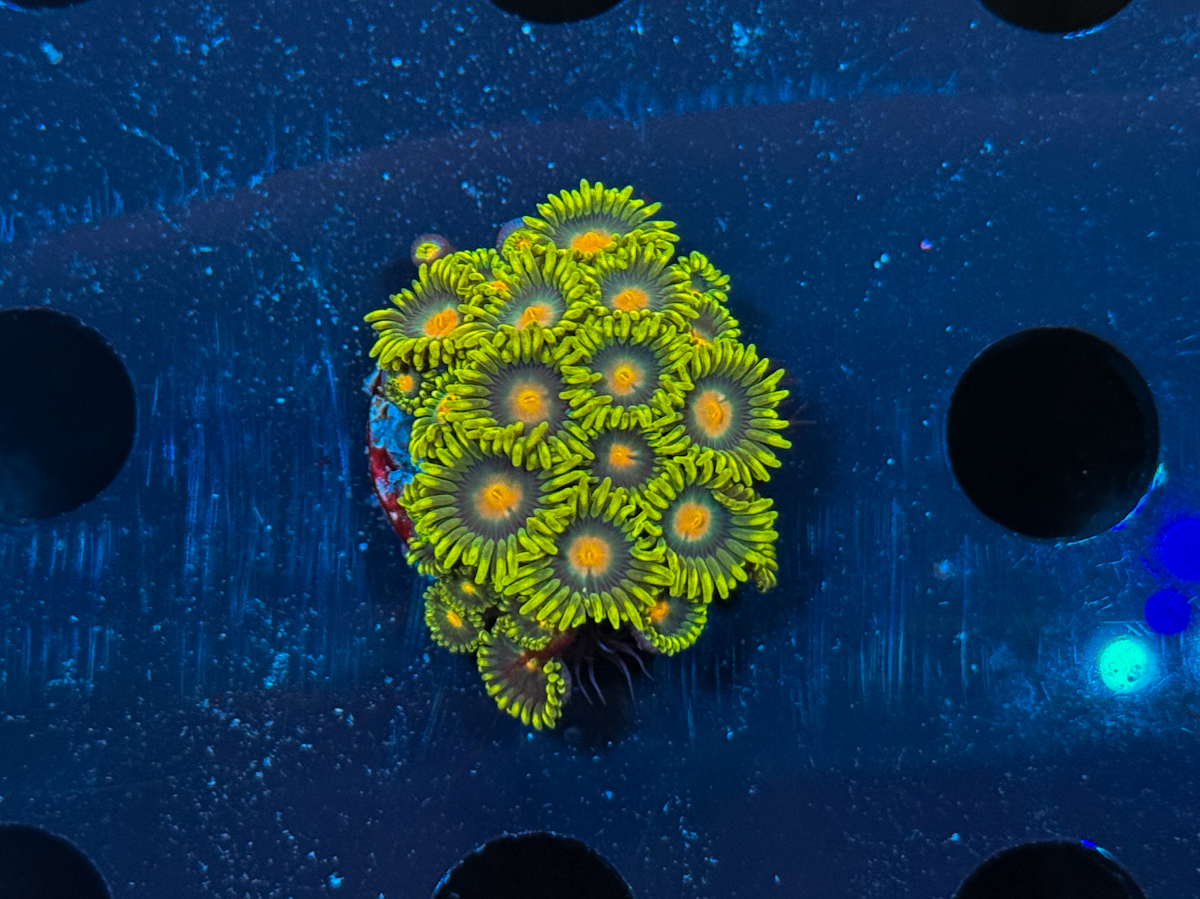 Zoanthus sp. Eye of Rah