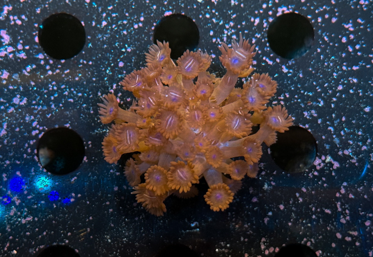 Goniopora sp. Red Frag