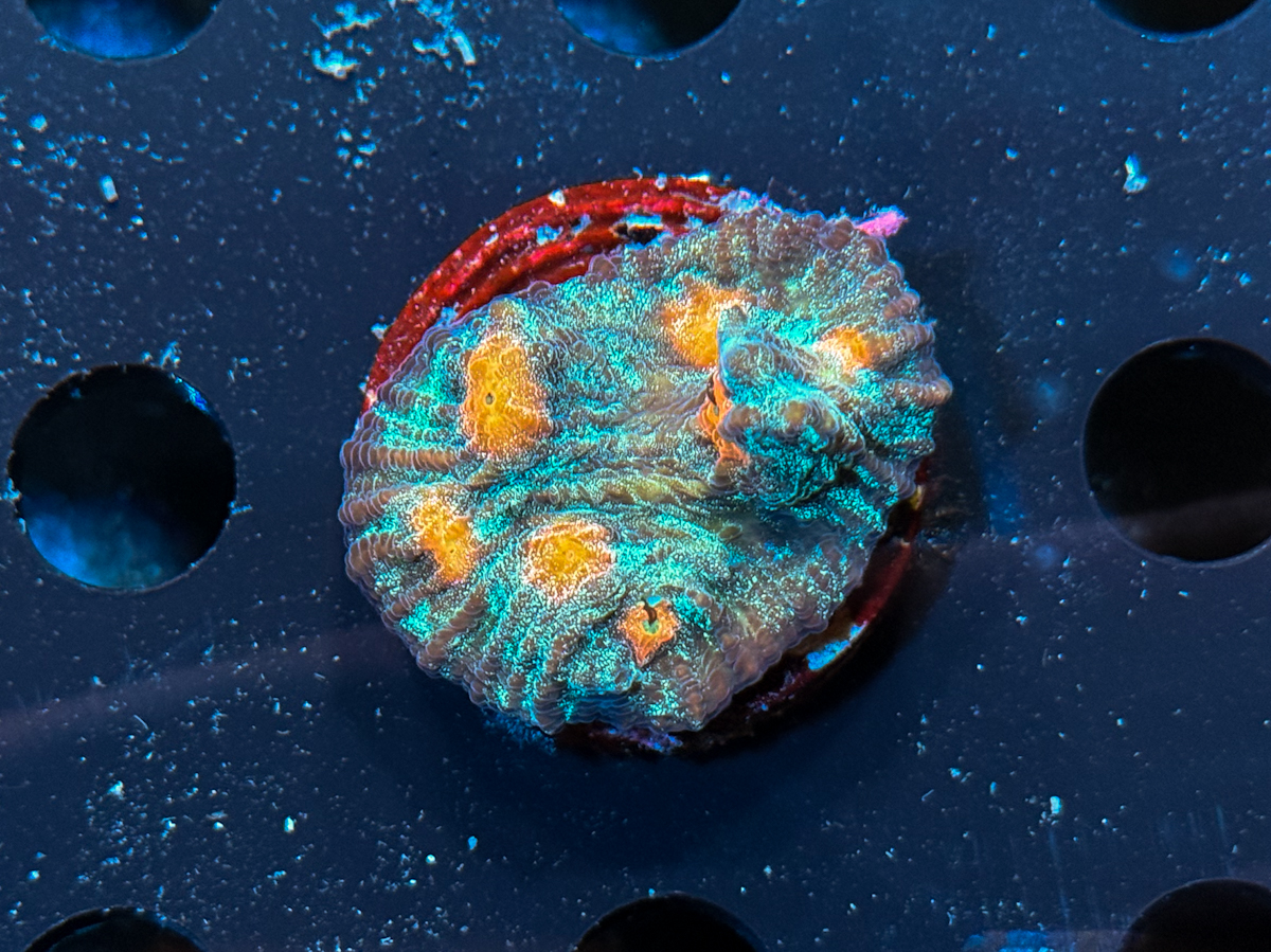 Chalice sp. Galaxy Meteor