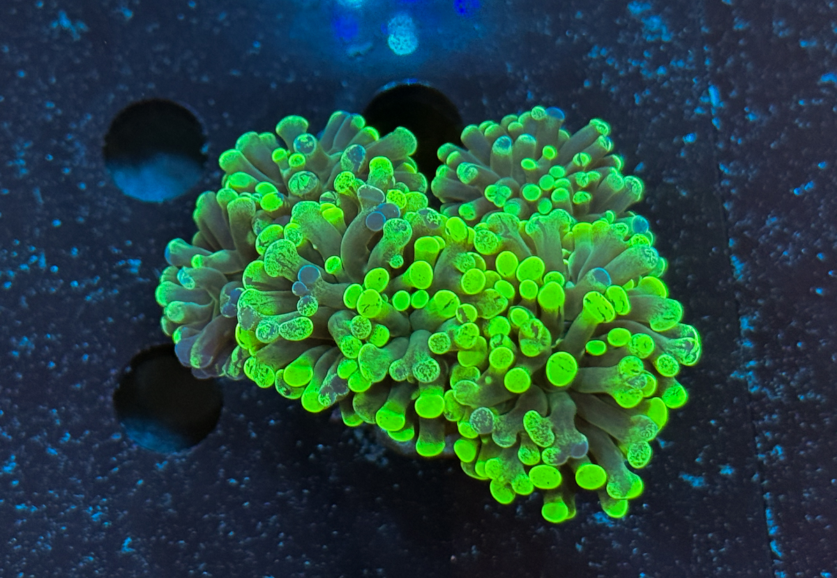 Euphyllia Paraancora