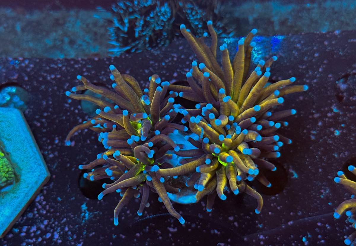 Euphyllia Glabrescens