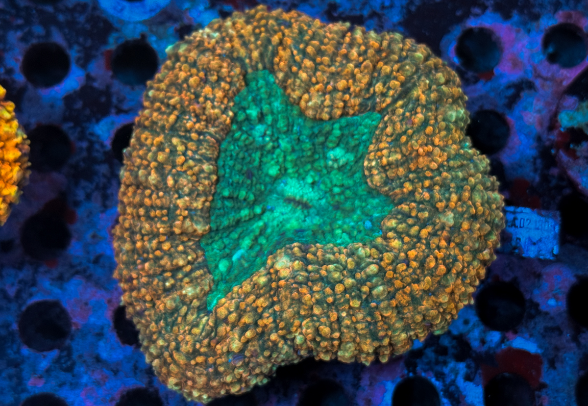 Lobophyllia sp. Orange Rim