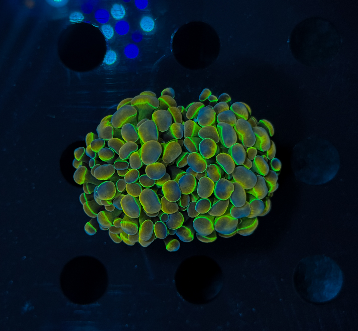 Euphyllia Paraancora Hologram
