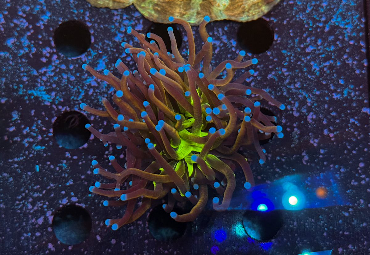 Euphyllia Glabrescens NY Knicks