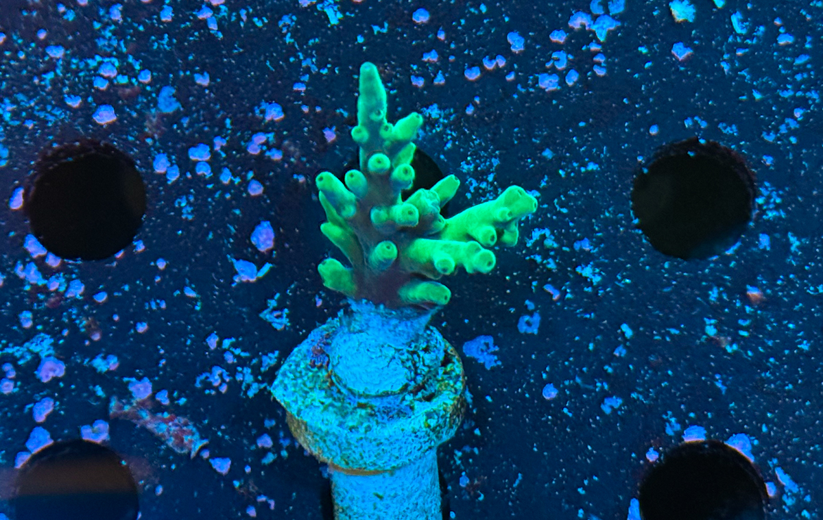 Acropora Echinata