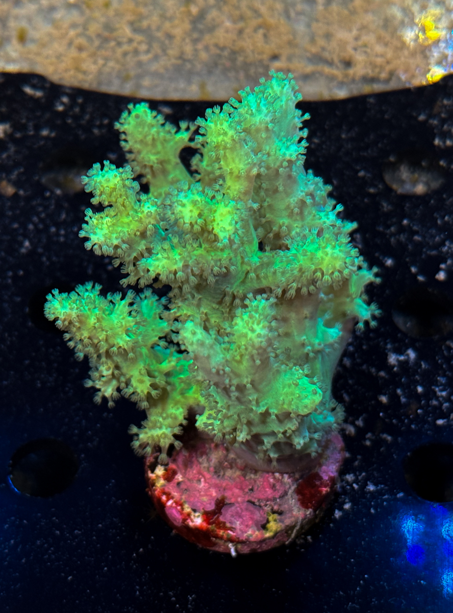 Sinularia sp. Toxic