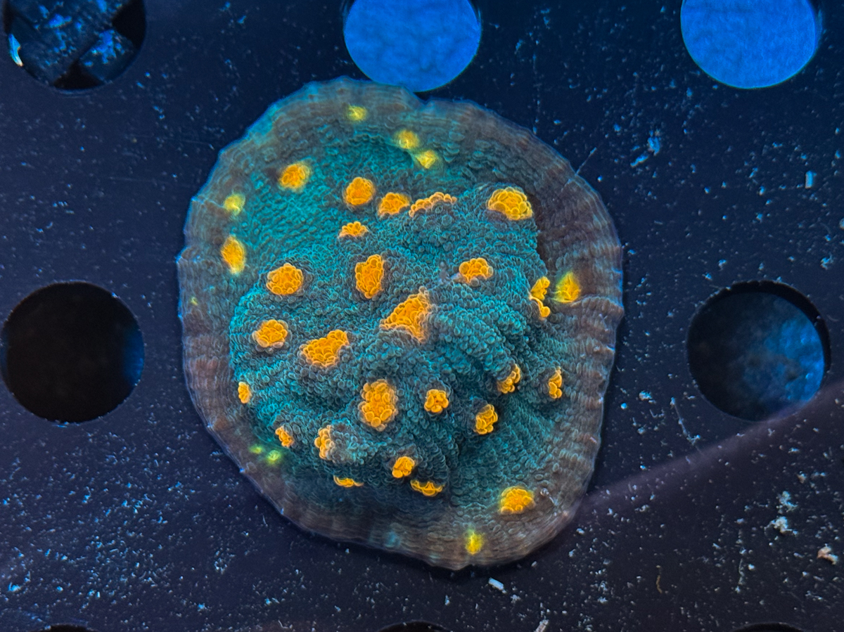 Chalice sp. Orange Eye
