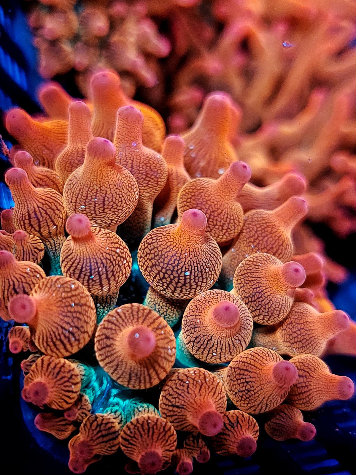 Entacmaea quadricolor - Sunburst Blasenanemone