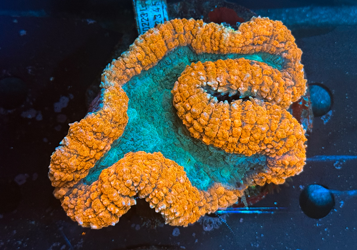 Lobophyllia spp. Orange Rim