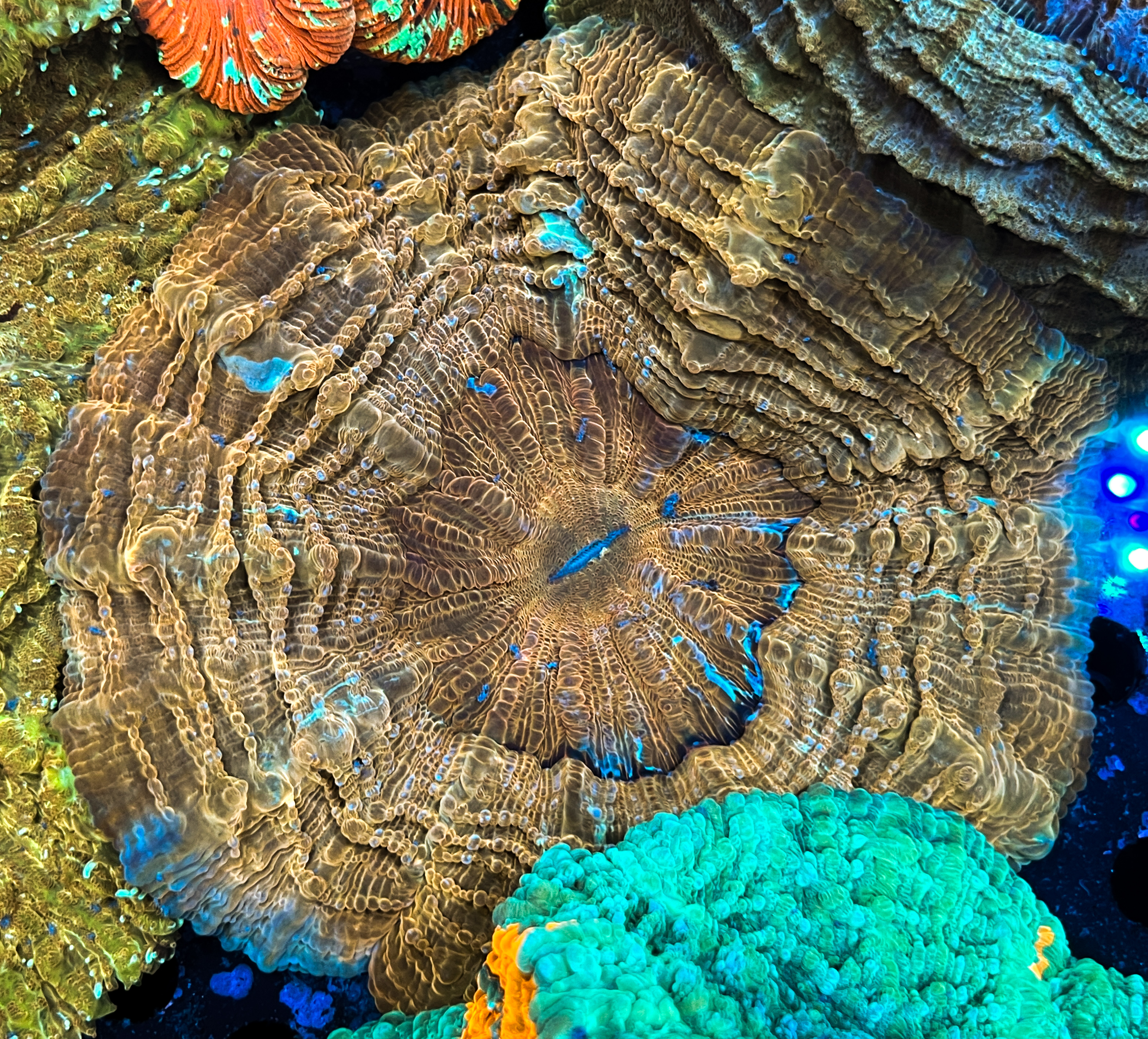 Acanthophyllia sp. Gold
