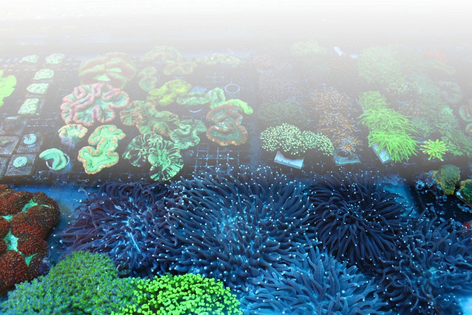 Jetzt Korallen checken