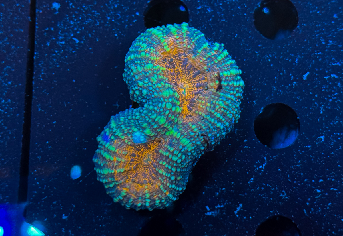 Lobophyllia sp. Orange Center