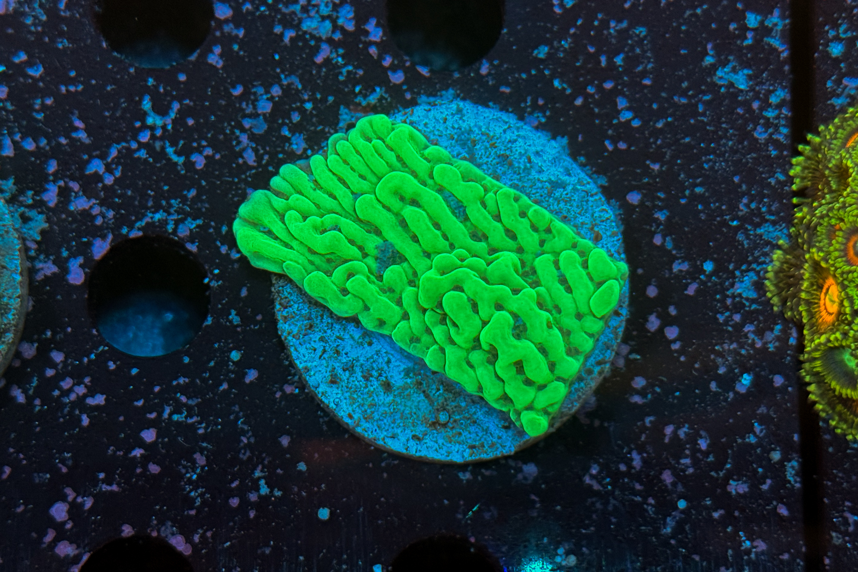Montipora sp. Appleberry