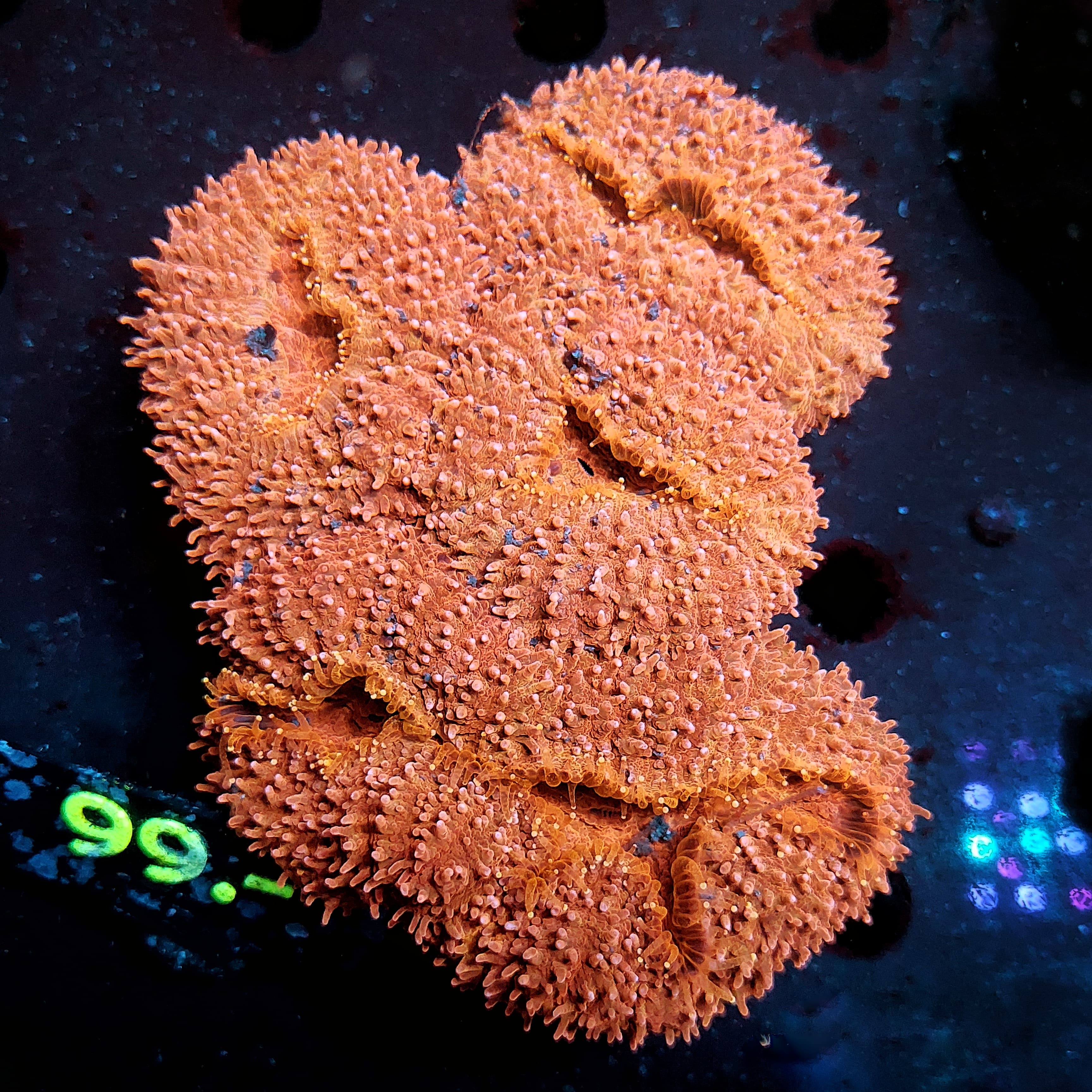 Lobophyllia sp. Orange