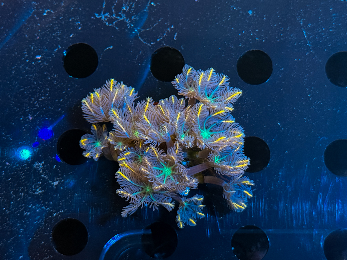 Clavularia sp. Multicolor