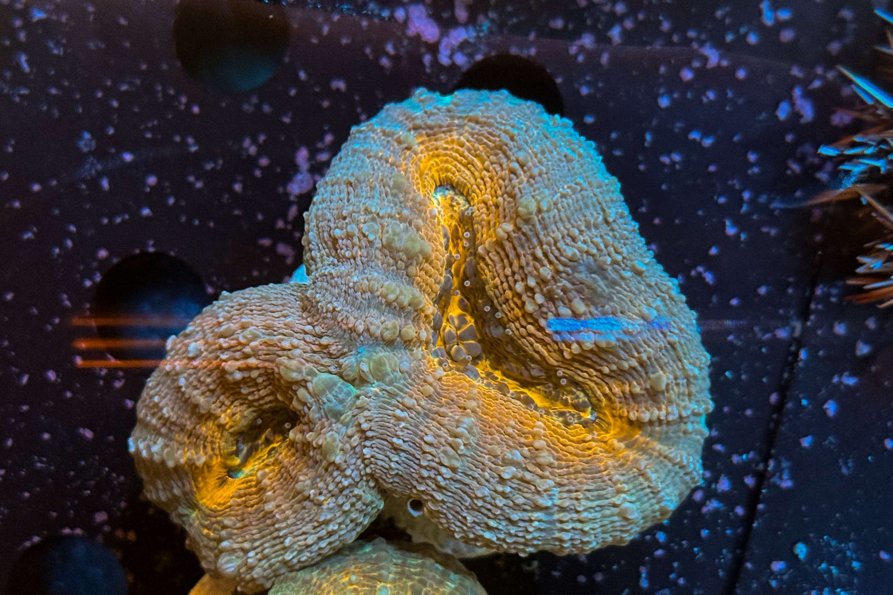Lobophyllia sp. Orange
