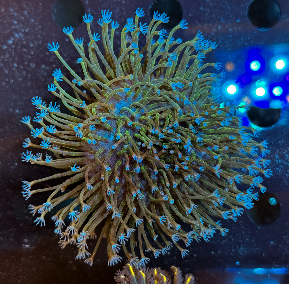 Sarcophyton sp.