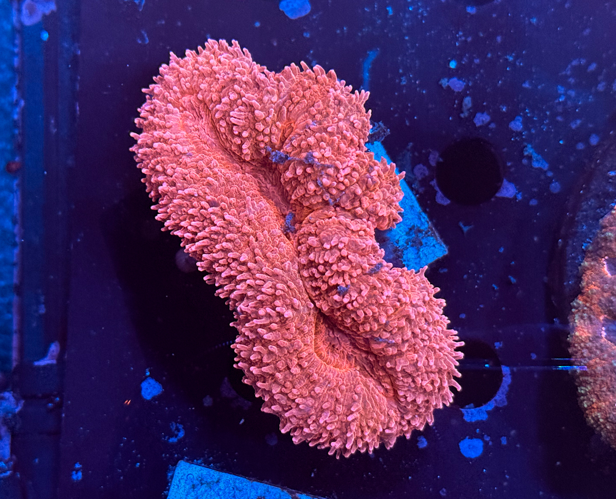 Lobophyllia spp. Red Velvet