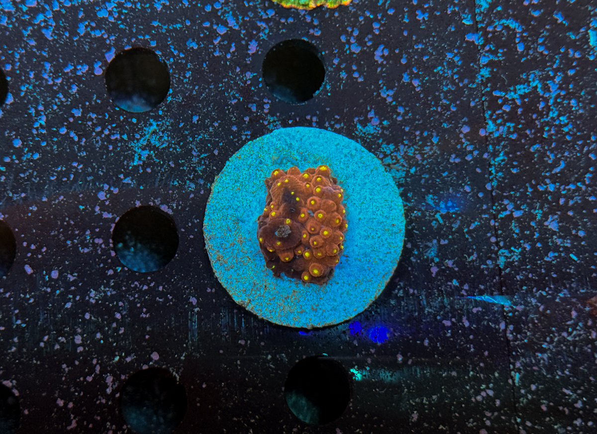 Cyphastrea sp.