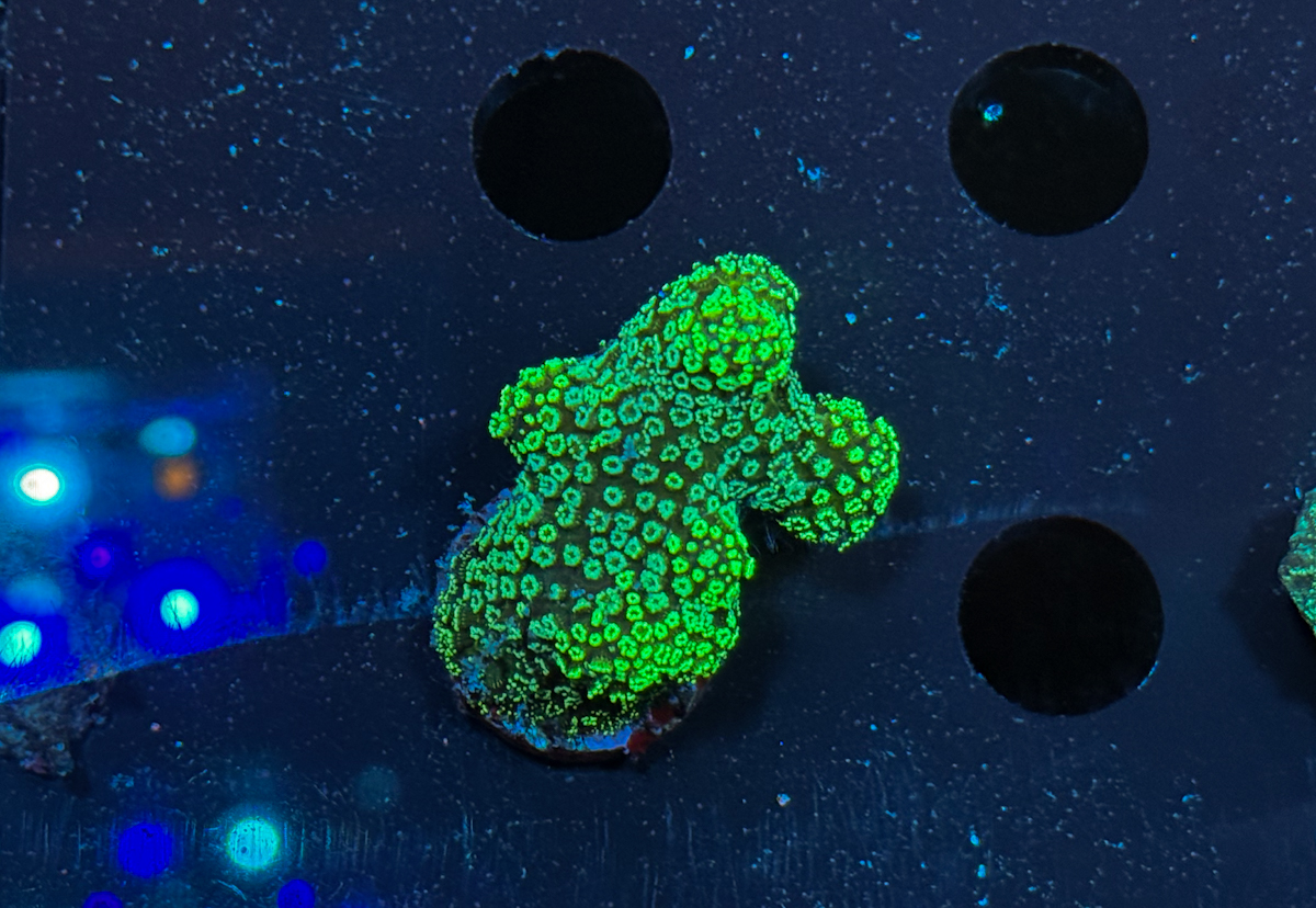 Stylophora pistillata Grün
