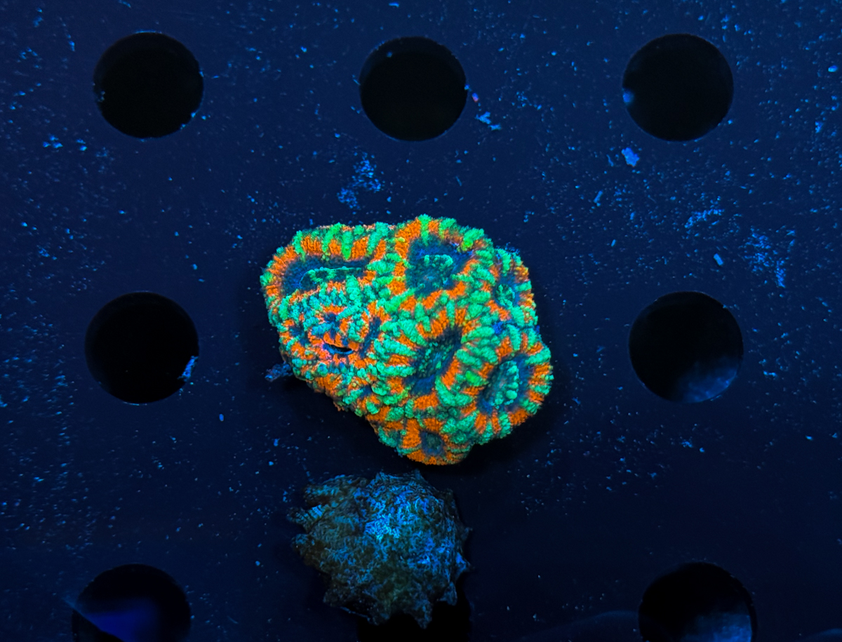 Micromussa lordhowensis
