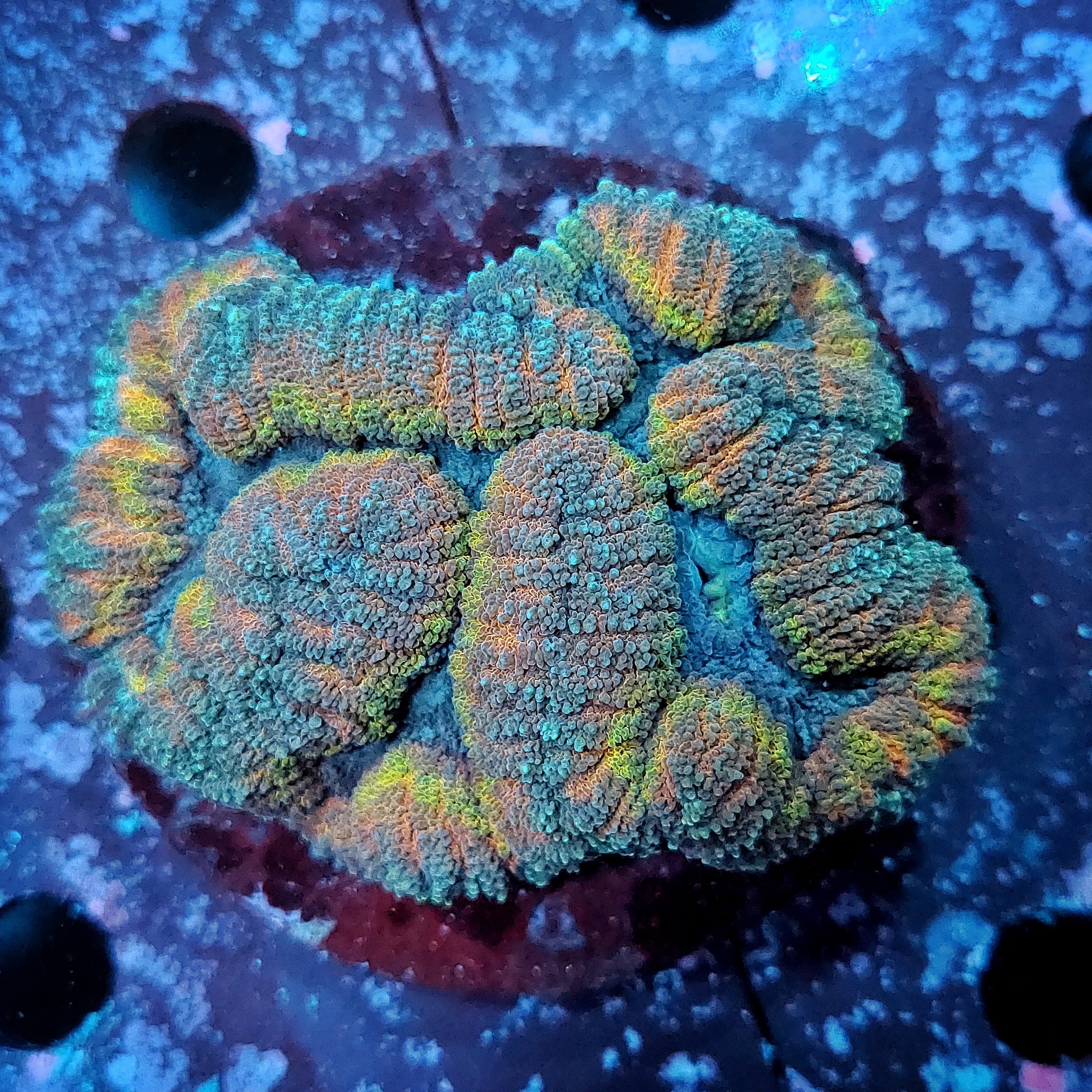 Lobophyllia sp. Multicolor