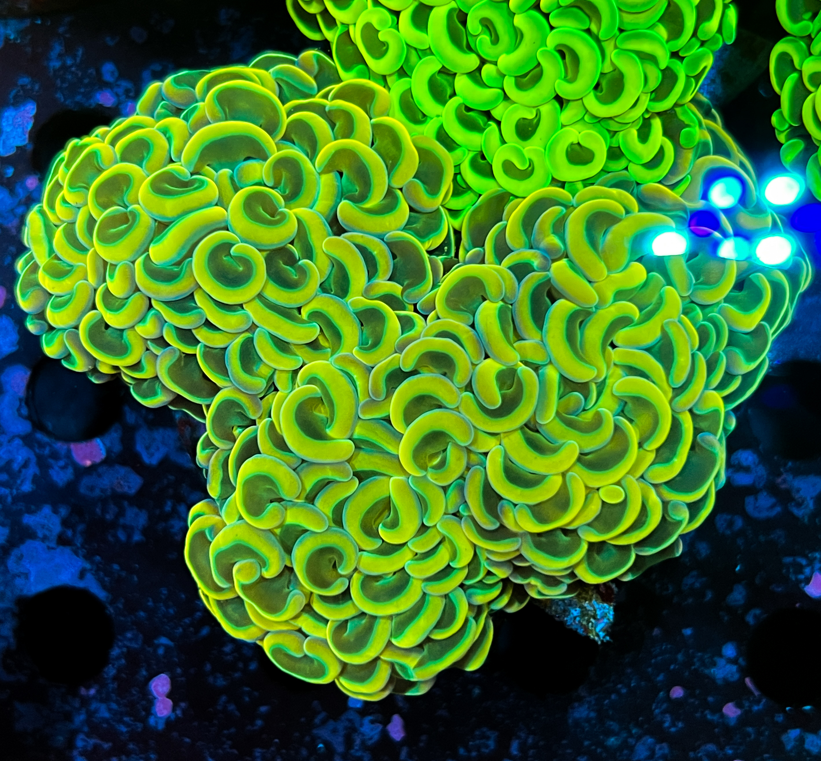 Euphyllia Ancora Gold Special