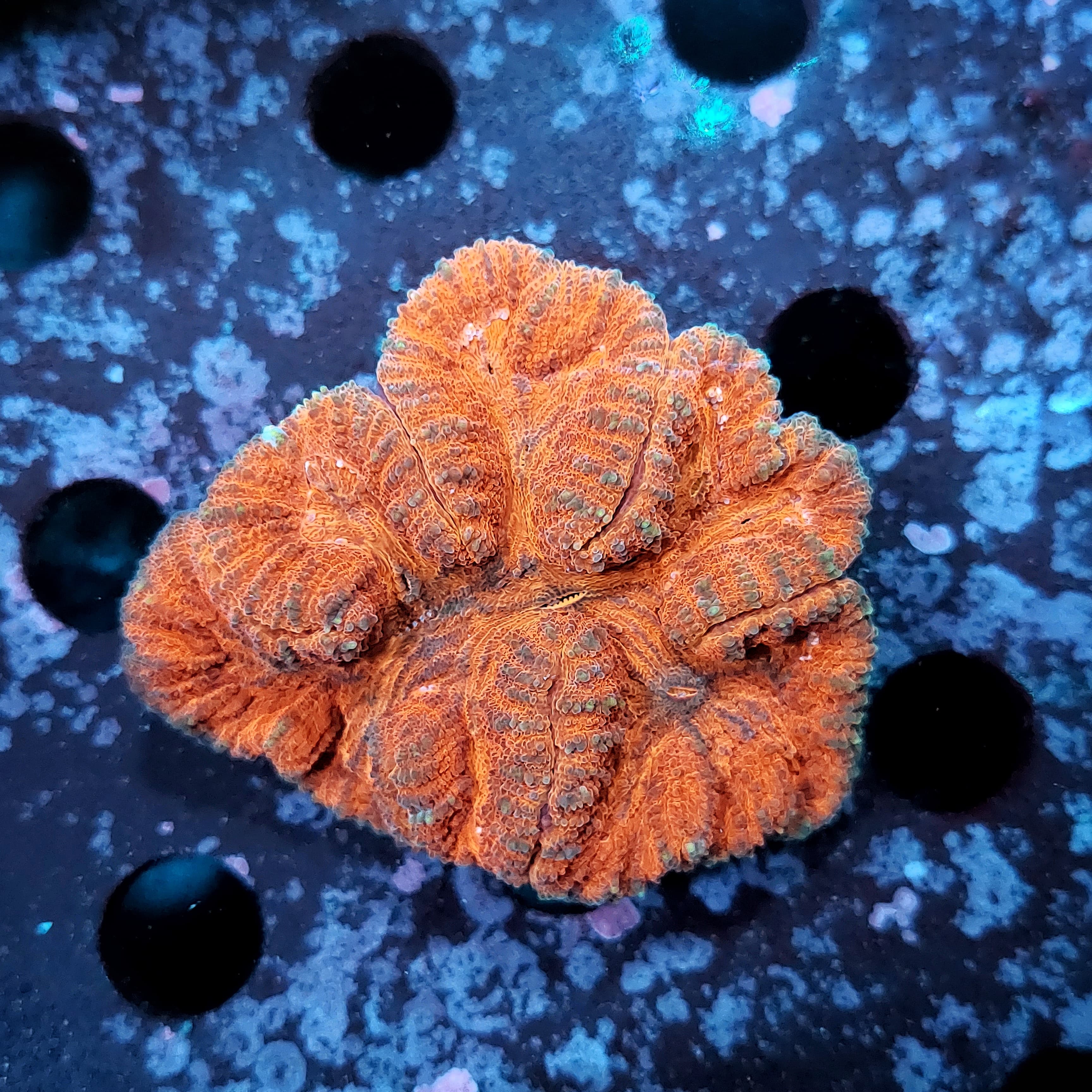 Lobophyllia sp. Orange