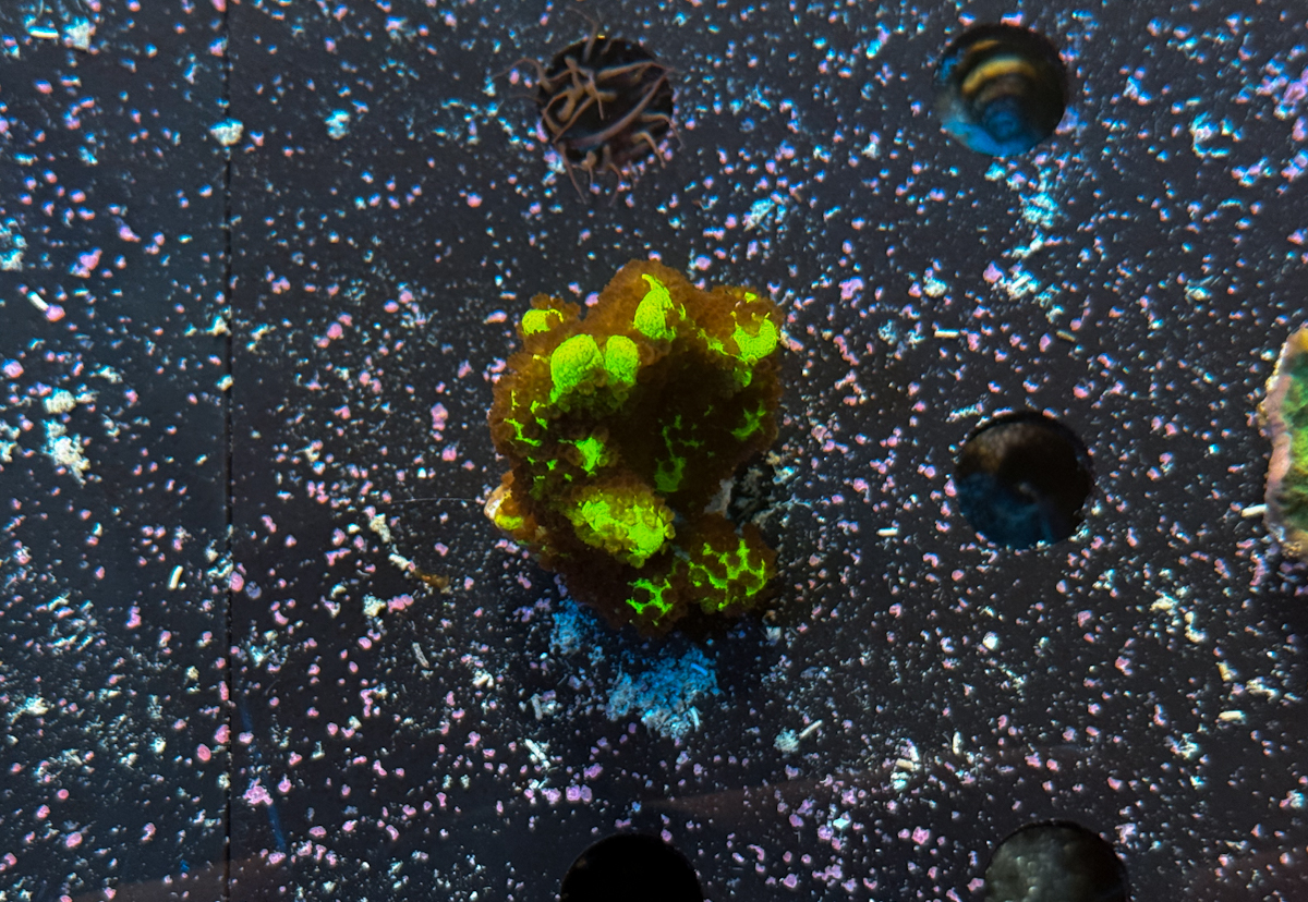Montipora confusa