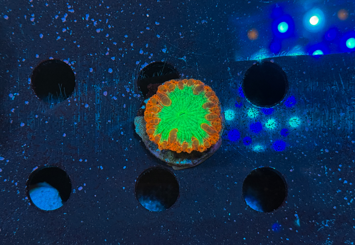 Blastomussa sp. 1 Big + 4-5 Small Polyps