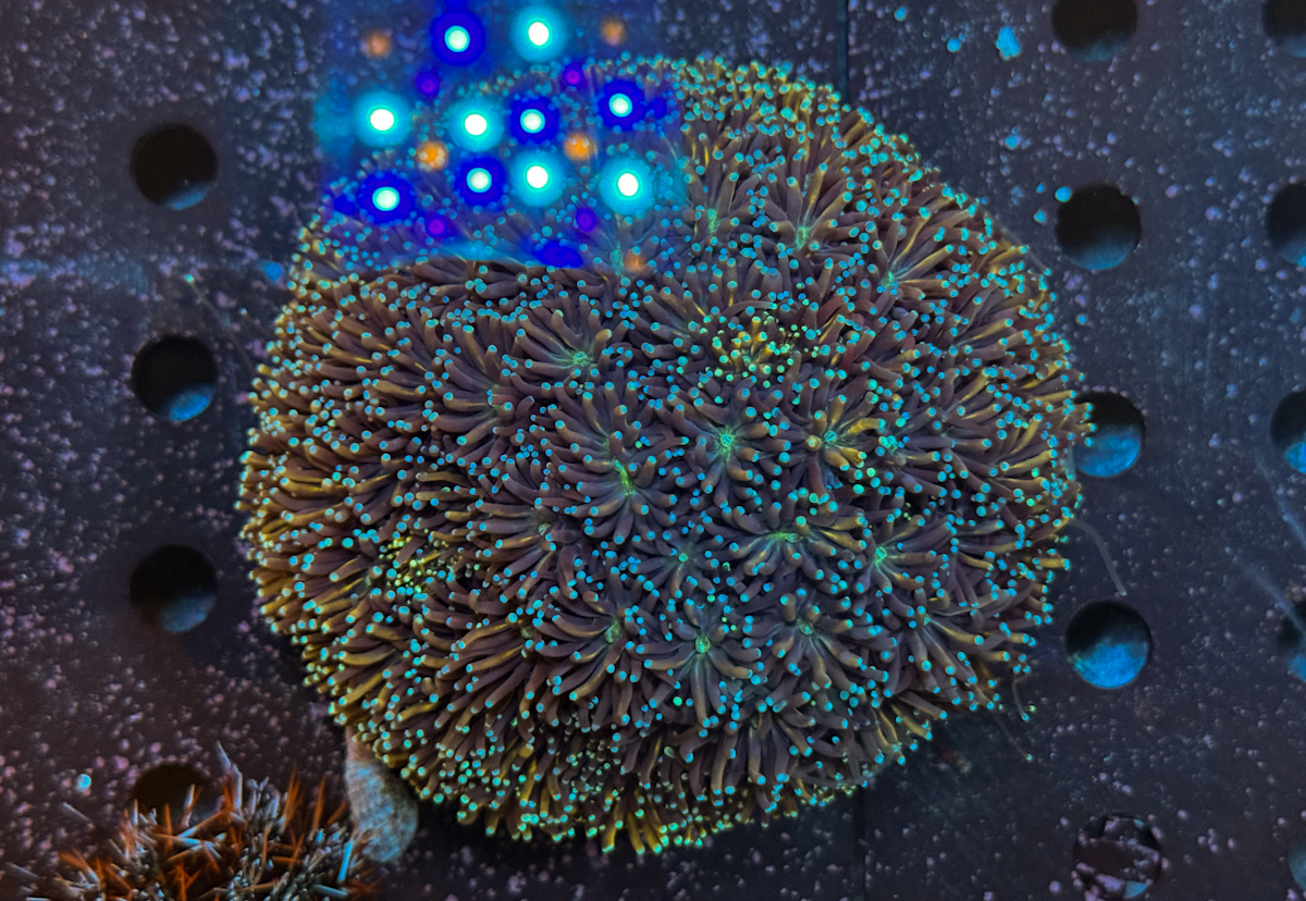 Galaxea sp. XL