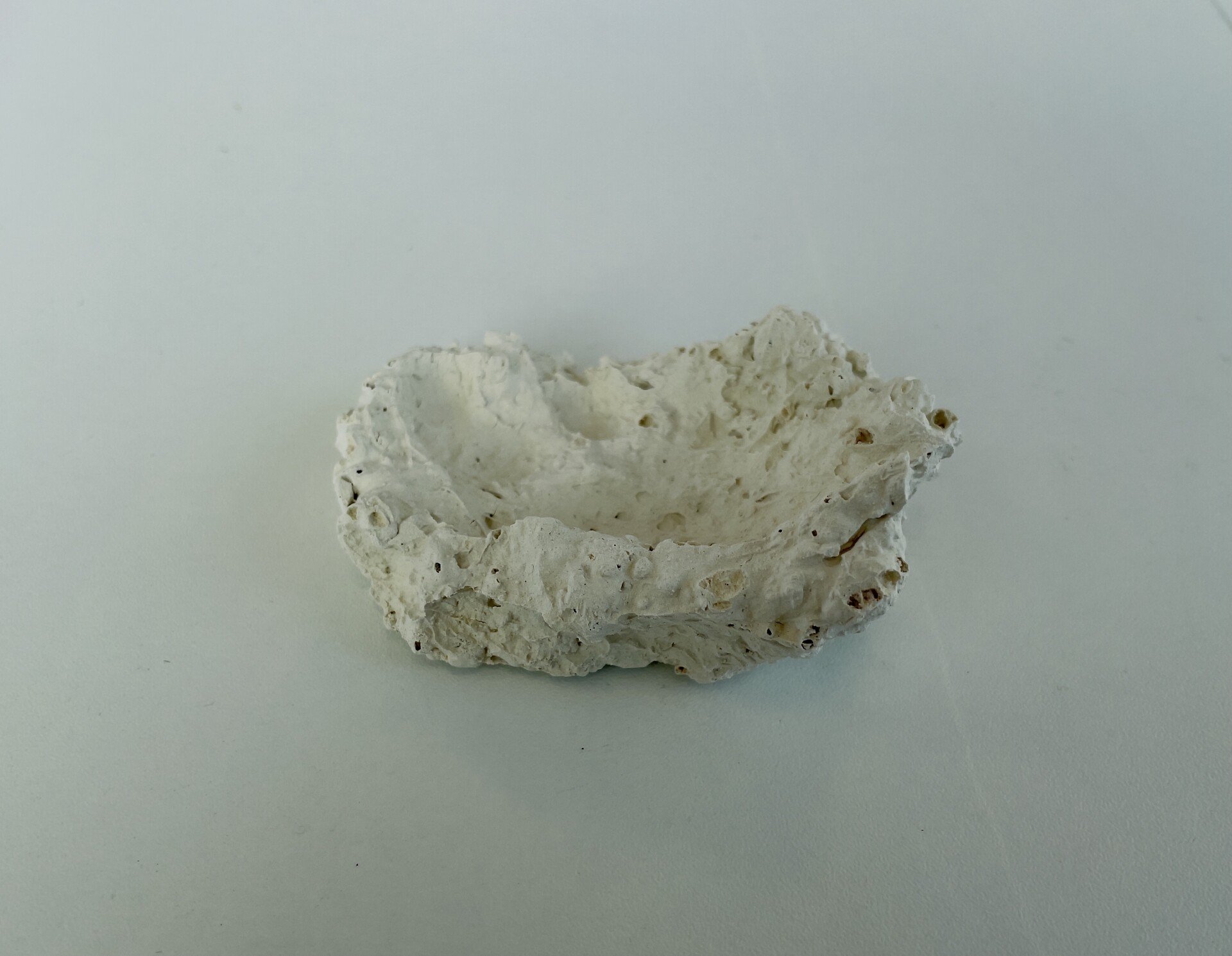 Muschelhalter - Korallenwelt Muschelhalter - Korallenwelt